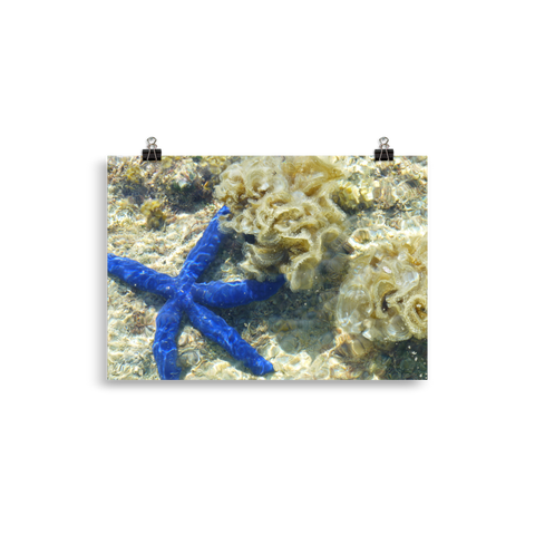 Blue Starfish Poster