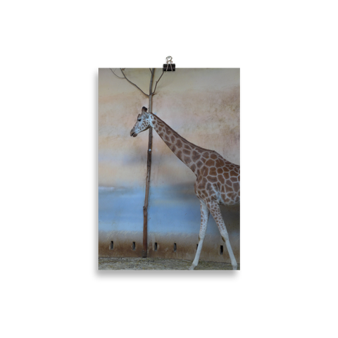 Giraffe Staying Indoors Poster