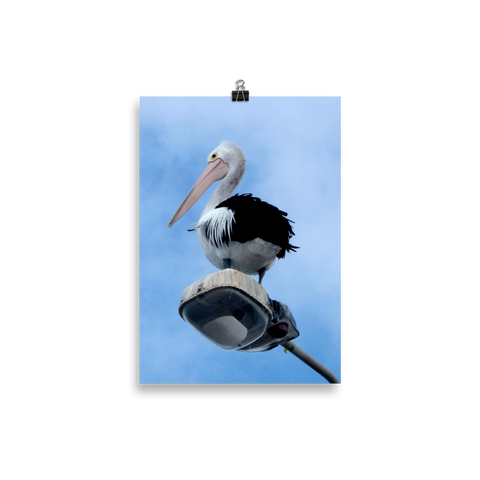 Posing Pelican Poster