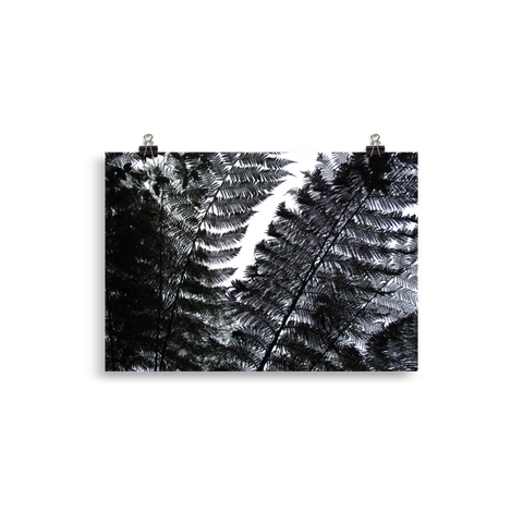 Black Feather Ferns Poster