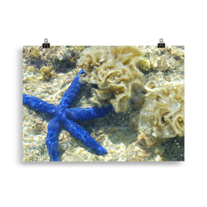 Blue Starfish Poster