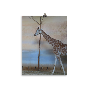 Giraffe Staying Indoors Poster