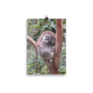 Baby Koala Poster