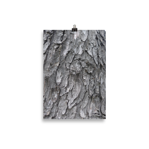 Tree Trunk Scales Poster