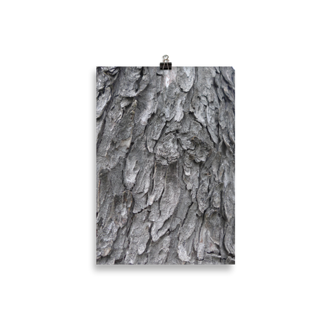 Tree Trunk Scales Poster