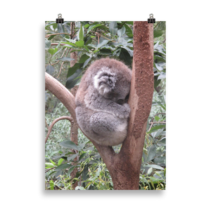 Baby Koala Poster